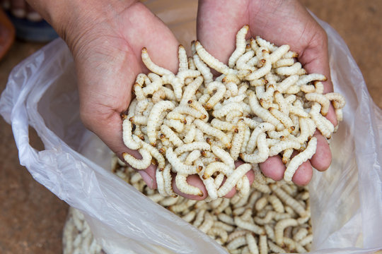 Bamboo worm ,Chrysalis or bamboo insect on hands