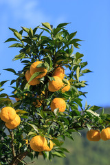 Yuzu: Citrus junos is a kind of Japanese citrus