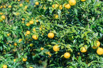 Yuzu: Citrus junos is a kind of Japanese citrus
