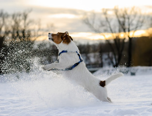 dog making splashes of snow. Jack Russell Terrier playing on sunset