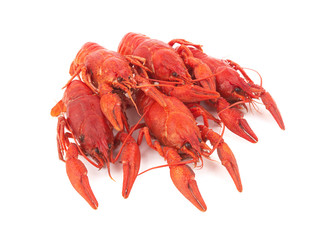 crayfish