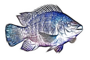 Tilapia Fish Fractals
