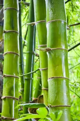 Tissu par mètre Bambou Arrière-plans de la nature en bambou vert