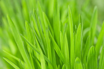Obraz na płótnie Canvas Fresh green grass