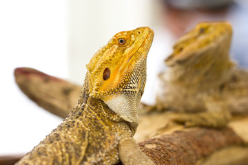 Close up of Bearded dragon.