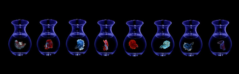 fighting fish. In the glass with a black background