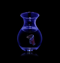 fighting fish. In the glass with a black background