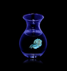 fighting fish. In the glass with a black background