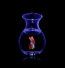 fighting fish. In the glass with a black background