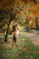 Dog Beagle walking in autumn park