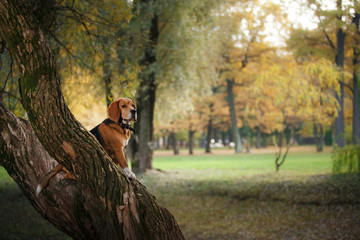 Dog Beagle walking in autumn park