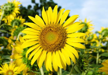blooming sunflower background