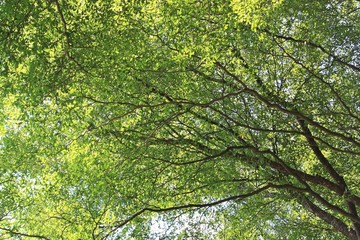 Green Trees or Terminalia ivorensis
