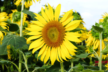 blooming sunflower background