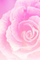 close-up of fresh pink rose flower