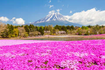 Mountain Fuji and pink moss field in spring season © torsakarin