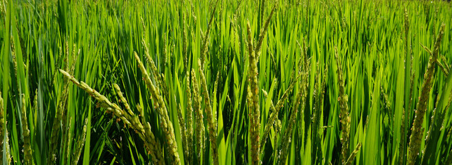 rice field