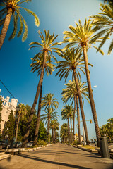 Palm trees in Palma de Mallorca © romas_ph