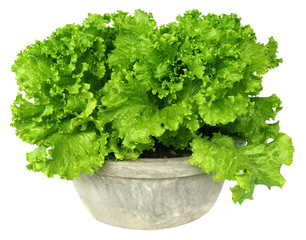 Lettuce in a tub