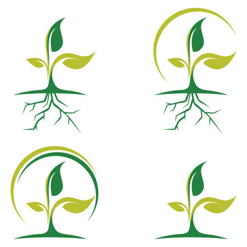 Leaf and Root of Green Plant Logo Icon