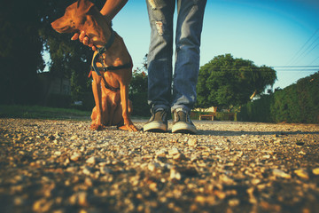 low angle image of person with his dog. selected focus. retro style filter
