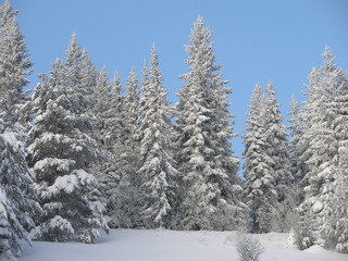 Fototapeta premium Зима. Лес.