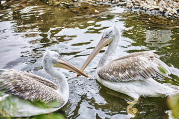 Couple Grey-White Pelican in nature(Pelecanus erythrohynchos).