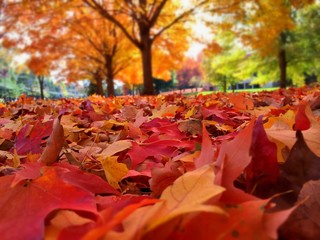 autumn leaves