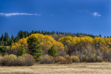 Yellow leaved autumn trees.