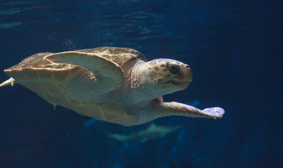 Juvenile loggerhead sea turtle, Caretta caretta, swims gracefully through the water