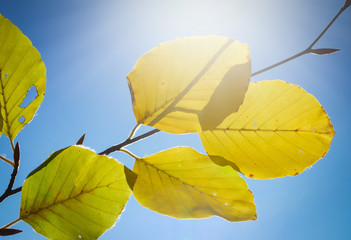Bunter Herbstblätter im Sonnenlicht