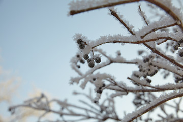 First frost in the morning