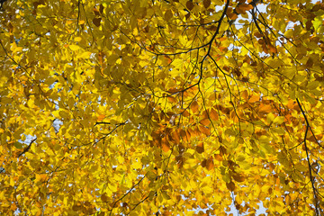 Las w pięknych jesiennych kolorach w pogodny dzień. Pięknie wybarwione jesienne liście na...