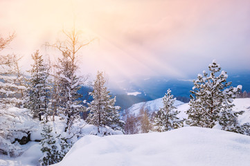 Snow covered trees in the mountains at sunset