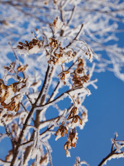 First frost in the morning