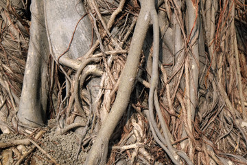 Root/Abstract texture background of roots of the ficus tree.
