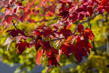 Autumn