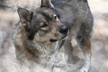 Wolf/Wolf standing with smoke, digital retouch.