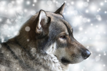Portrait of wolf/Portrait of wolf on snow background. Digital retouch.