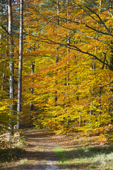 Las w pięknych jesiennych kolorach w pogodny dzień. Pięknie wybarwione jesienne liście na...