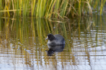 Coot swims in the pond.