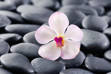 Fototapeta na wymiar White orchid on zen black stones 