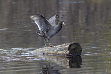 Coot flaps wings while on log.