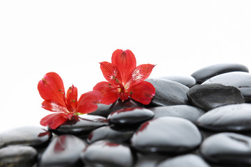 Obraz na płótnie Canvas Two red orchid on zen b stones 