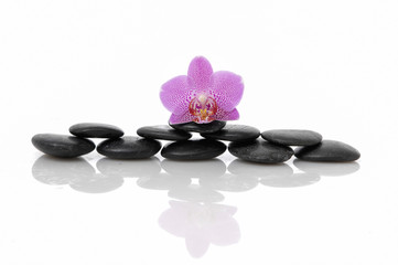 Fototapeta na wymiar Macro of pink orchid on stones