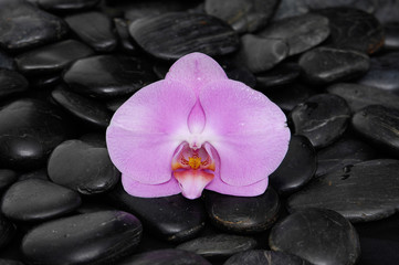Fototapeta na wymiar Pink orchid on zen black stones 