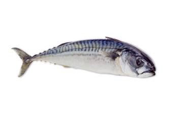 Raw atlantic mackerel on a light background