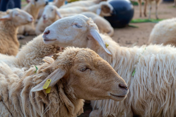 Sheep/Portrait of sheep in farm.