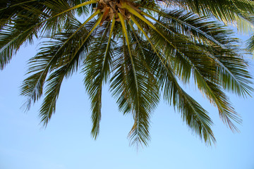 Fototapeta na wymiar coconut leaf on blue sky