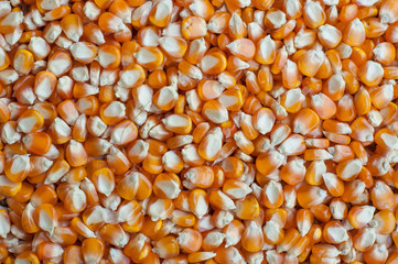 Corn seeds background, background pattern